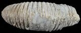 Cretaceous Fossil Oyster (Rastellum) - Madagascar #54445-1